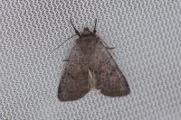 Protolampra sobrina