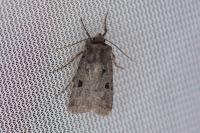 Chersotis andereggii