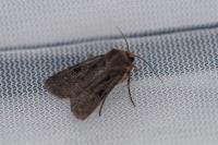 Chersotis andereggii