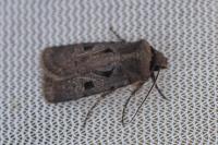 Chersotis andereggii