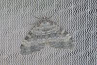 Entephria nobiliaria