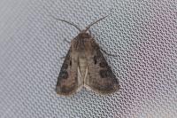 Agrotis clavis clavis