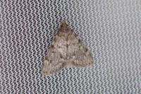 Aglossa pinguinalis