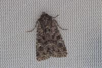 Apamea furva