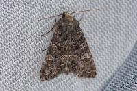 Apamea furva
