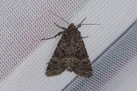 Apamea furva