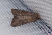 Apamea lateritia