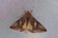 Autographa bractea