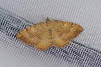 Camptogramma bilineata