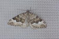 Colostygia aptata
