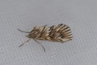 Cynaeda dentalis