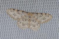 Idaea contiguaria