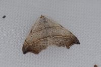 Laspeyria flexula