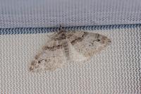 Pareulype berberata berberata