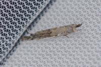 Platytes alpinella