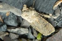 Agrotis segetum
