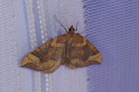 Eulithis populata