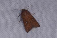 Mythimna conigera