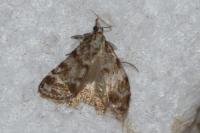 Scoparia pyralella