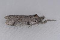 Gynaephora fascelina