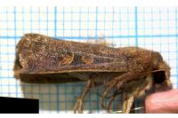 Xestia xanthographa
