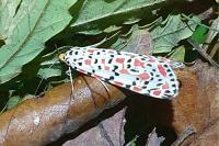 Utetheisa pulchella