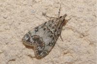 Eudonia lacustrata