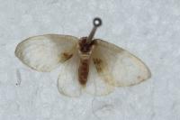 Cilix glaucata/hispanica