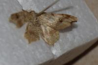 Macaria alternata
