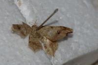 Macaria alternata