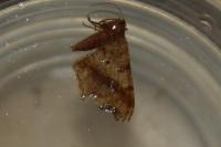 Macaria alternata