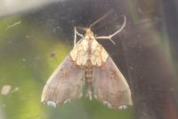 Agrotera nemoralis