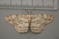 Hypomecis punctinalis