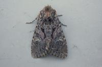 Mniotype adusta