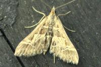 Diasemia reticularis
