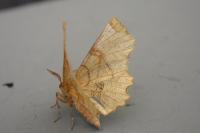 Selenia lunularia