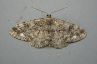 Parectropis similaria
