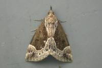 Hypena crassalis