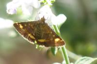Pyrausta aurata