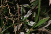 Mecyna asinalis