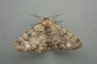 Parectropis similaria