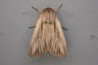Leucania comma