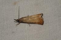 Chrysoteuchia culmella