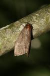 Ochropacha duplaris