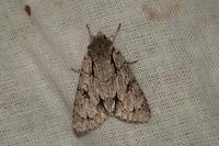 Acronicta psi/tridens