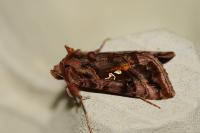 Autographa pulchrina