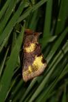 Diachrysia chrysitis