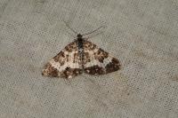 Epirrhoe tristata