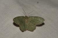 Hemithea aestivaria