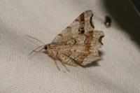 Macaria alternata